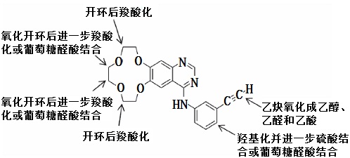 埃克替尼在人体内的主要代谢途径